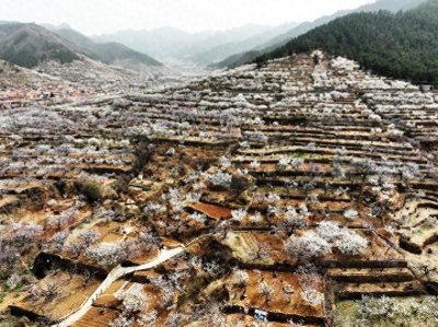 ​山东青岛：春樱花海入画来