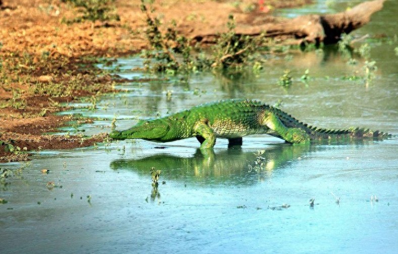 “绿色”鳄鱼吓死人！原来是被水藻染成了“绿巨人”