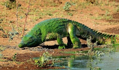 ​“绿色”鳄鱼吓死人！原来是被水藻染成了“绿巨人”