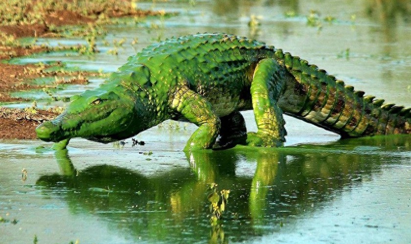 “绿色”鳄鱼吓死人！原来是被水藻染成了“绿巨人”