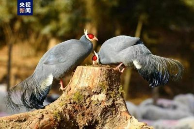 ​冬日邂逅祁连山国家公园珍稀保护动物蓝马鸡