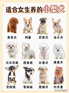 ​女生挚爱小型犬，12种推荐详解析