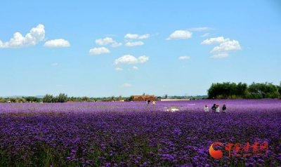 ​镜头中的宁夏——金沙岛：中国“醉美”沙漠花园