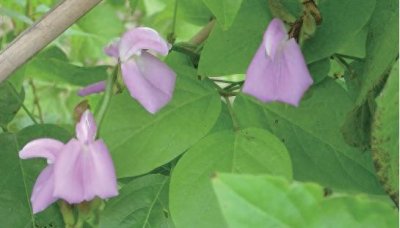 ​刀豆——源自印度特产蔬菜，也是一种风靡全球的“魔豆”