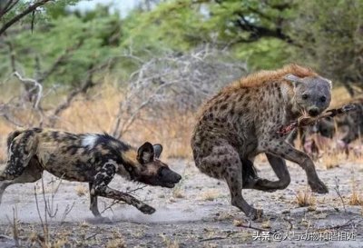 ​非洲班鬣狗为啥打不过非洲野狗？