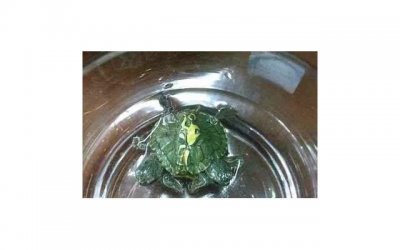 ​小情侣在公园约会可以亲吻的地方