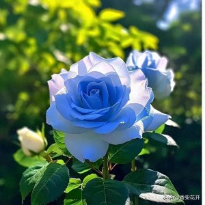 ​双生花寓意爱情美满