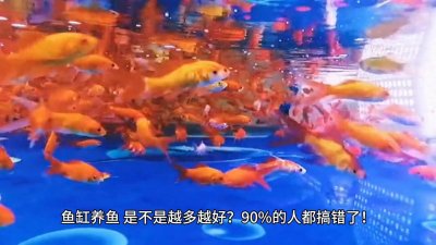 ​鱼缸养鱼小贴士，轻松养出健康鱼儿！