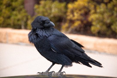 ​天下乌鸦都一般黑吗？