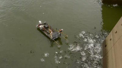 ​黄河鲤鱼百元一斤，吃货感到好奇：它究竟有啥特别之处？