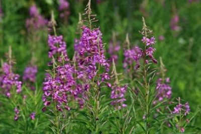 ​教你识别几种常见的草原野花