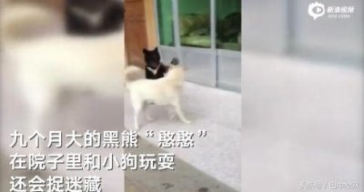 ​扎心了 云南一村民误把熊当狗养了3年 还搂着睡 已移交林业局