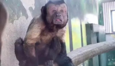 ​猴子长一张“惊恐国字脸”走红，适用“人脸识别”