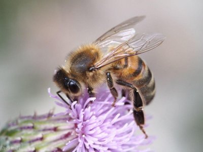 ​蜜蜂最怕闻到什么味道？家里进了蜜蜂如何巧妙的赶走？