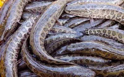 ​什么东西喂黑鱼好，黑鱼饲料配方详细