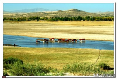 ​＂野阔牛羊同雁鹜＂——雄浑壮阔的贡格尔草原