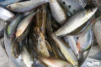 ​走出国门的麦穗鱼，成功入侵32个国家，欧洲已拿它“束手无策”