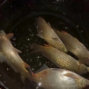 ​钓鲤鱼必备的的五个超好用饵料配方