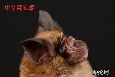 ​中华菊头蝠、“病毒库”中华菊头蝠究竟是什么样的一种动物？