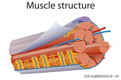​什么是筋膜，您知道吗？