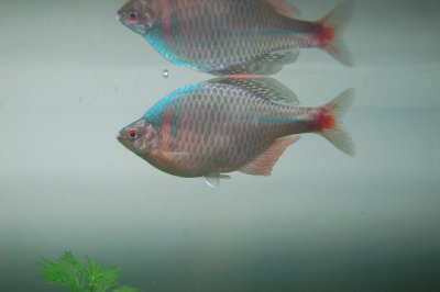 ​中国原生观赏鱼之高体鳑鲏