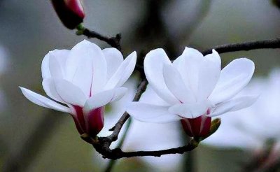 ​二乔玉兰～花大色艳、清香远溢，天生丽质，堪比三国＂二乔＂