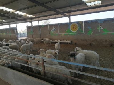 ​「乡味宁夏」盐池滩羊：舌尖上的高品质食材