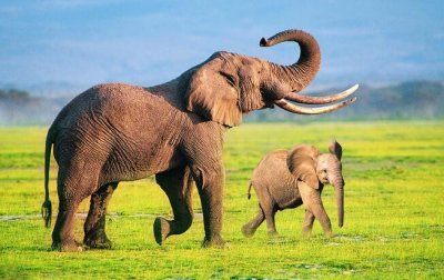 ​大象：中国传统吉祥物，吉祥、太平的象征