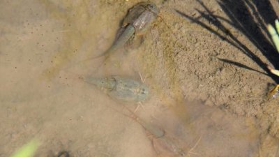 ​2.5亿年前“三眼怪”现身河北，曾和恐龙同期演化，究竟是什么？