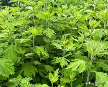 ​端午吊挂艾草有哪些习俗？