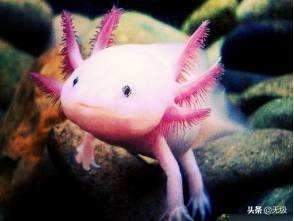 六角恐龙  萌萌的。