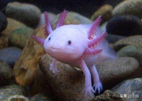 六角恐龙  萌萌的。