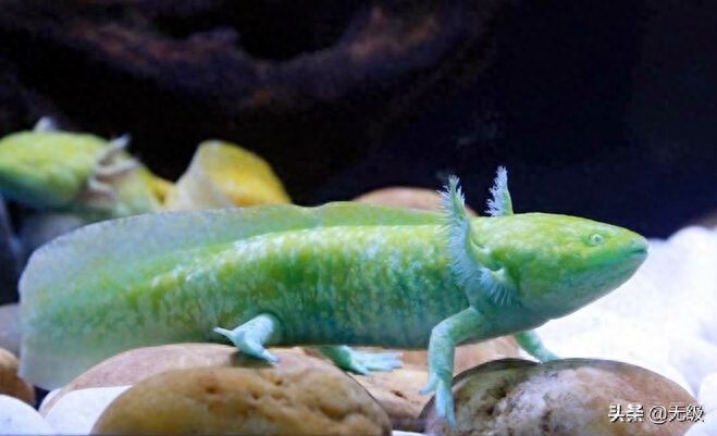 六角恐龙  萌萌的。