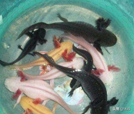 六角恐龙  萌萌的。