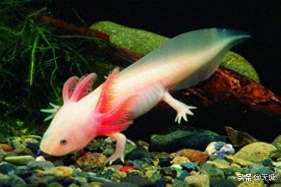 六角恐龙  萌萌的。