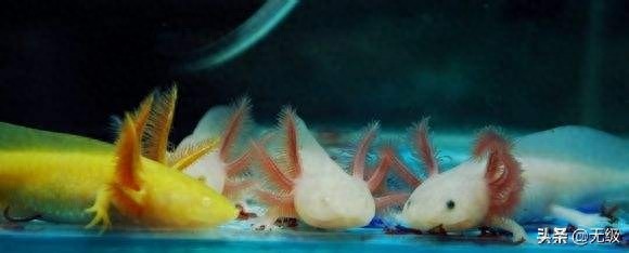 六角恐龙  萌萌的。