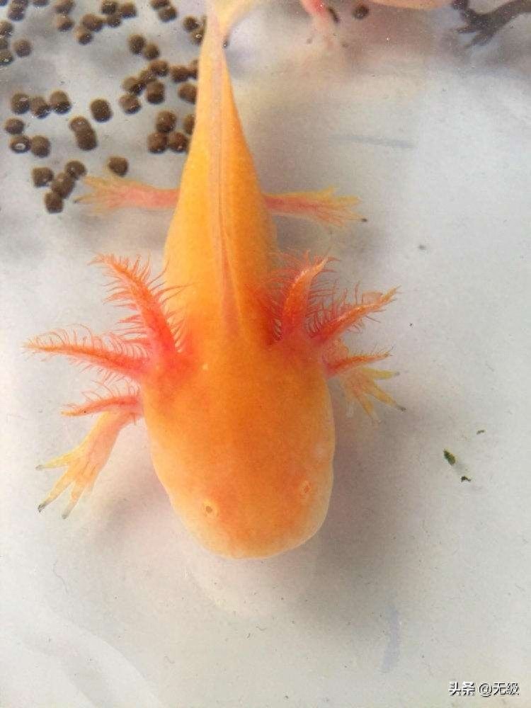 六角恐龙  萌萌的。