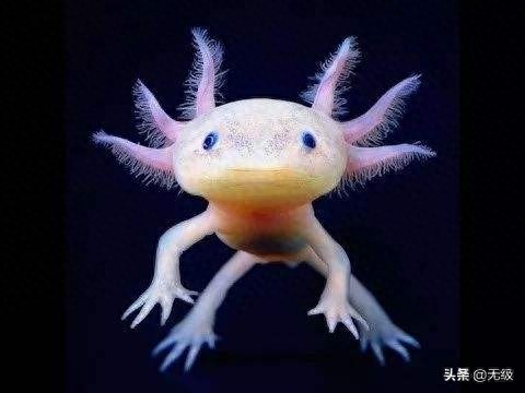 六角恐龙  萌萌的。