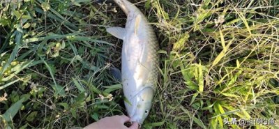 ​野钓草鱼爆护秘籍！3款祖传自制饵配方，草鱼见了排队咬钩！