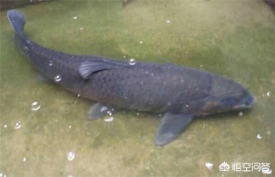 ​养殖螺蛳青，需要注意哪些问题？