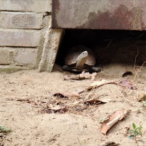 ​适合庭院饲养的三种龟，简单好养，趣味多！