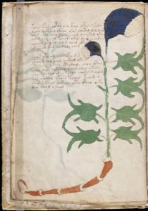 ​世界奇书伏尼契手稿，能看懂的不是一般人