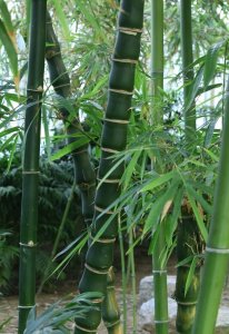 ​每天认识一种植物（二十八）：佛肚竹——平安吉祥