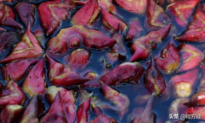 ​菱角种植技术｜菱角生长在哪里？