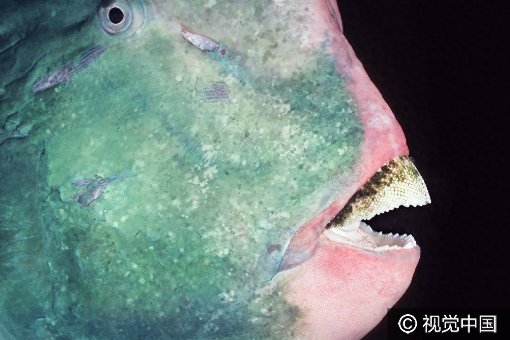 这样的鱼你见过吗?巨型隆头鹦哥鱼水中畅游