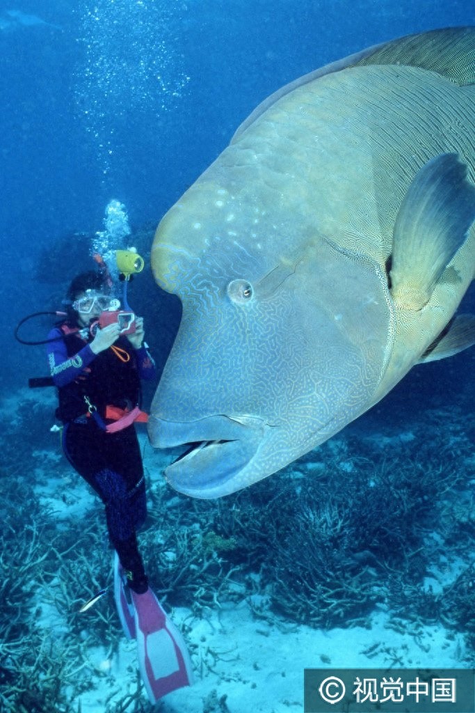 这样的鱼你见过吗?巨型隆头鹦哥鱼水中畅游