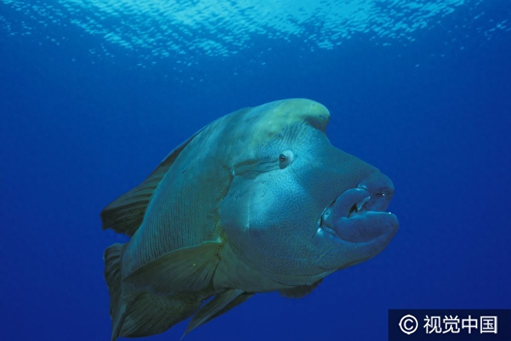这样的鱼你见过吗?巨型隆头鹦哥鱼水中畅游