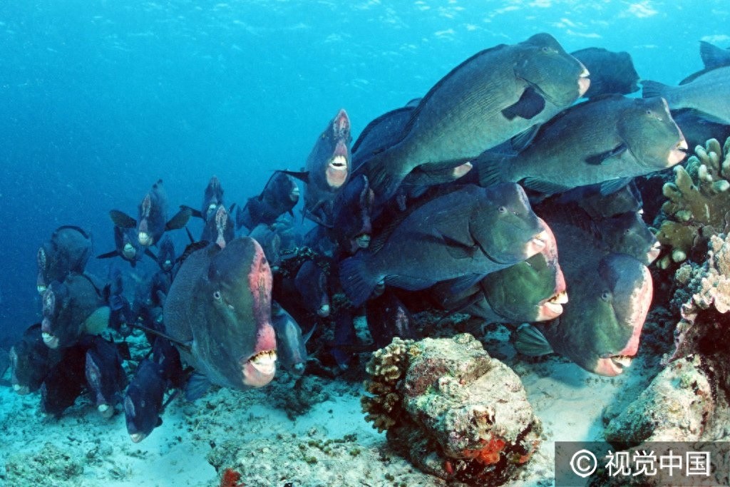 这样的鱼你见过吗?巨型隆头鹦哥鱼水中畅游