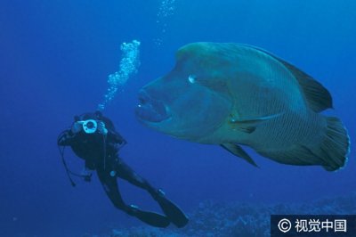​这样的鱼你见过吗？巨型隆头鹦哥鱼水中畅游