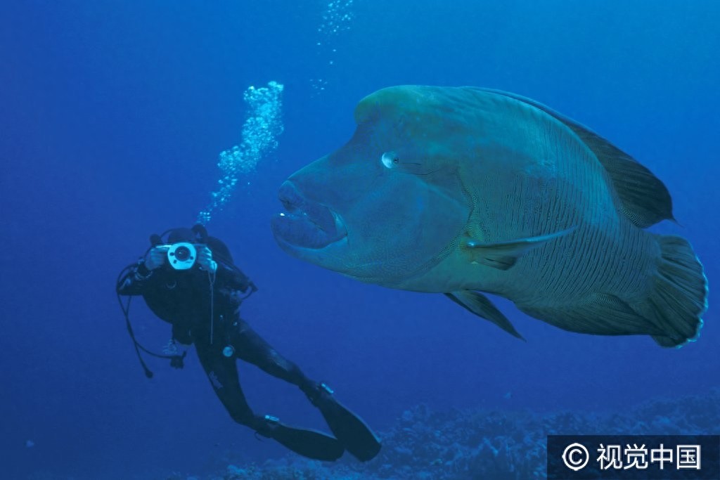 这样的鱼你见过吗?巨型隆头鹦哥鱼水中畅游